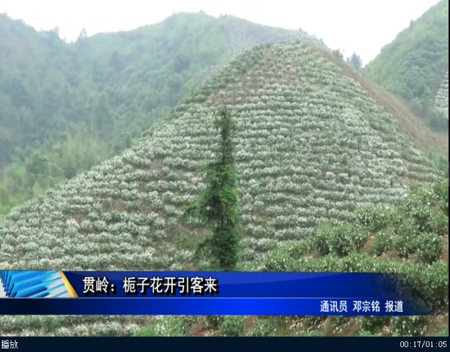 贯岭：栀子花开引客来