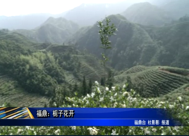 福鼎：栀子花开