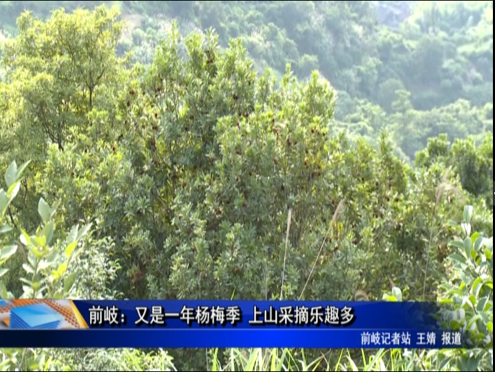 前岐：又是一年杨梅季 上山采摘乐趣多