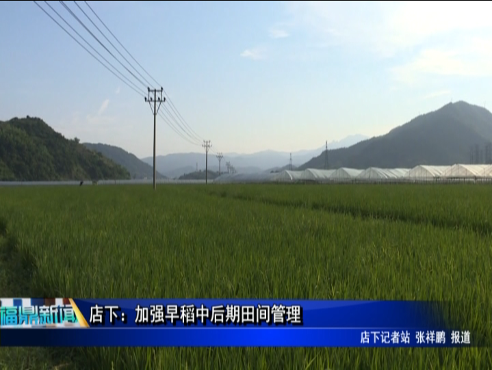 店下：加强早稻中后期田间管理