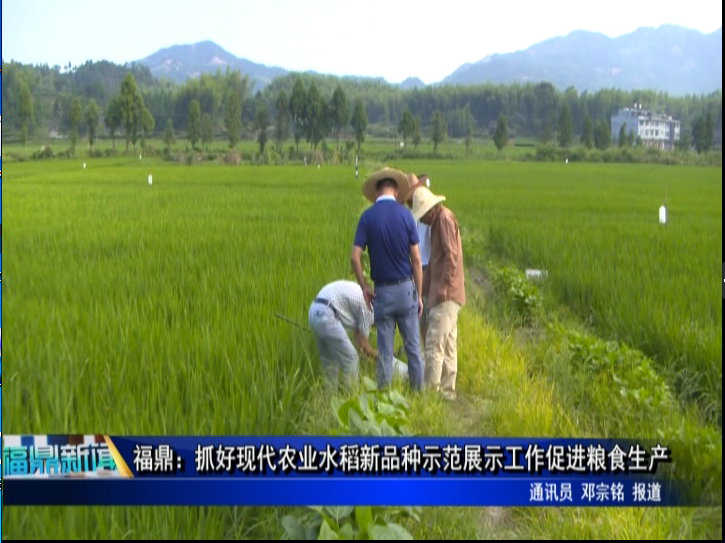 福鼎：抓好现代农业水稻新品种示范展示工作促进粮食生产