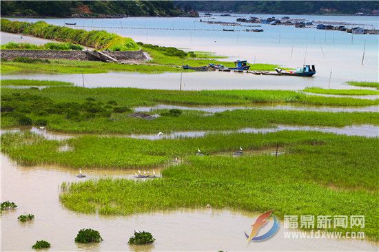 互花米草和红树林4.jpg