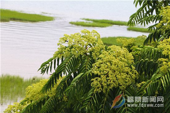 互花米草和红树林6.jpg