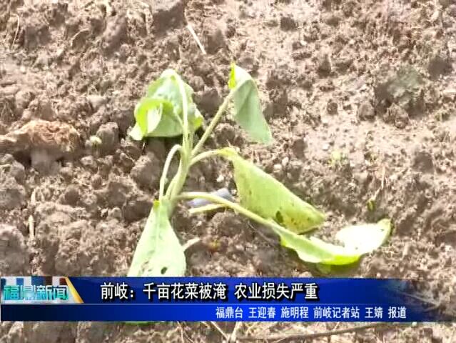 前岐：千亩花菜被淹 农业损失严重