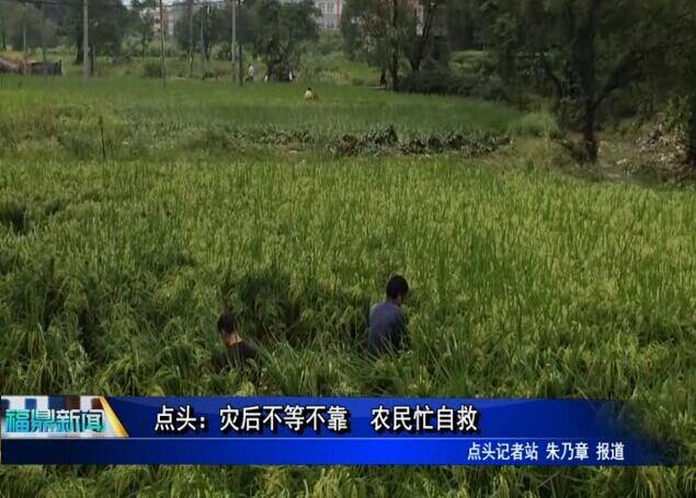 点头：灾后不等不靠 农民忙自救