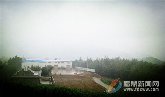 寻茶记↓一杯好白茶暗藏的自然密码