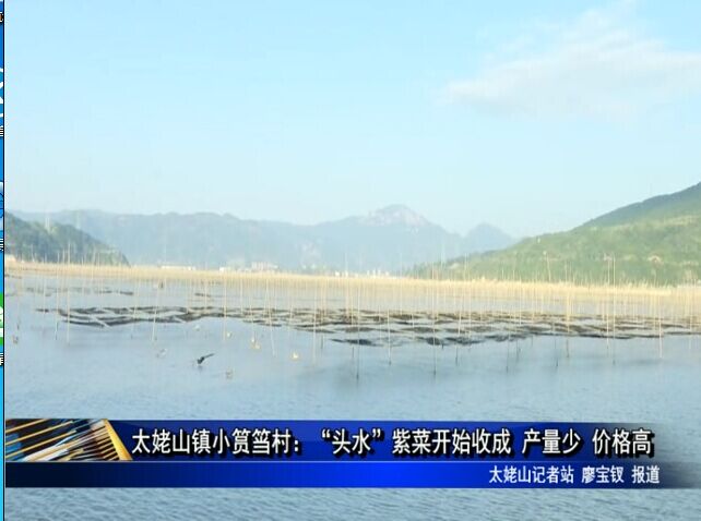 太姥山镇小筼筜村：“头水”紫菜开始收成 产量少 价格高