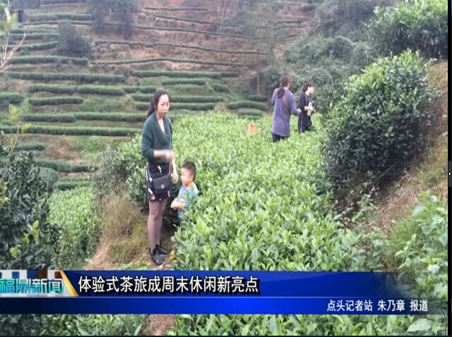 体验式茶旅成周末休闲新亮点