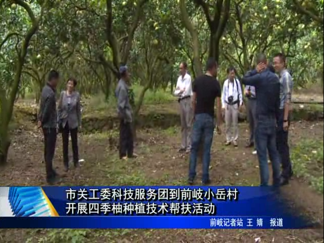市关工委科技服务团到前岐小岳村开展四季柚种植技术帮扶活动