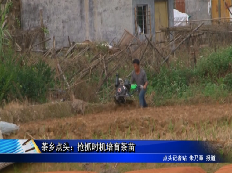 茶乡点头：抢抓时机培育茶苗