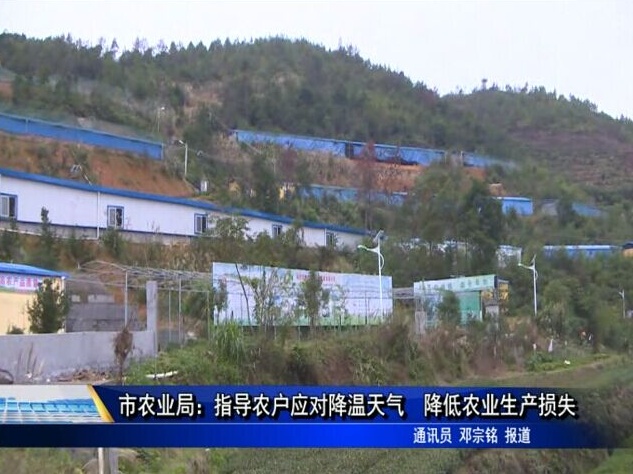 市农业局：指导农户应对降温天气 降低农业生产损失