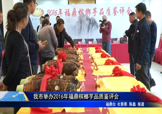 我市举办2016年福鼎槟榔芋品质鉴评会