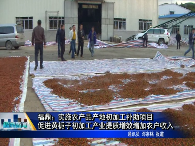 福鼎：实施农产品产地初加工补助项目 促进黄栀子初加工产业提质增效增加农户收入