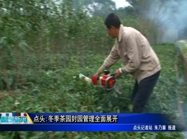 点头:冬季茶园封园管理全面展开