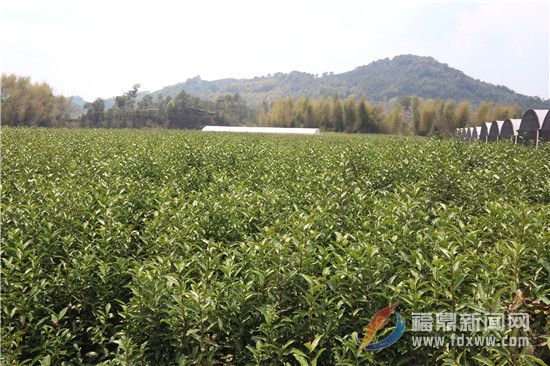 天丰源野生茶园(资料图).jpg