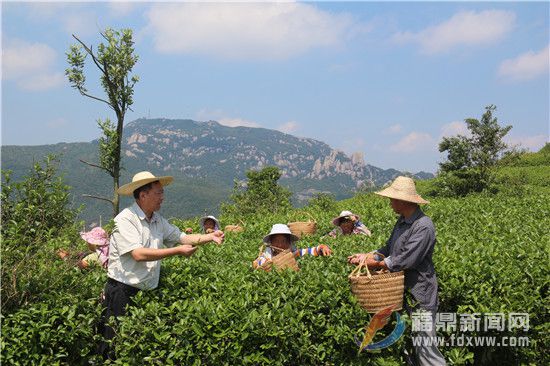 天湖茶业董事长林有希指导茶农采摘茶叶（资料图.jpg