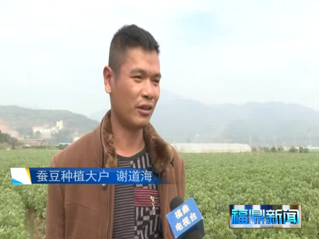 福鼎:万亩蚕豆进入开花季 长势良好