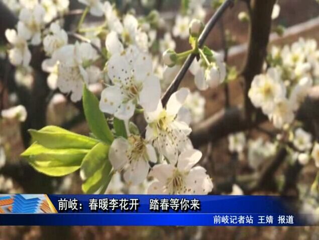 前岐：春暖李花开 踏春等你来