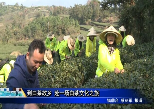 到白茶故乡 赴一场白茶文化之旅