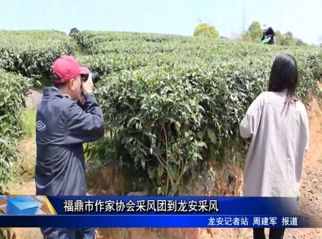 福鼎市作家协会采风团到龙安采风