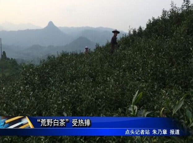 “荒野白茶”受热捧