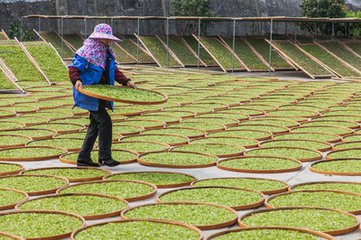 去年福鼎白茶产量11364吨，产值18.8亿元