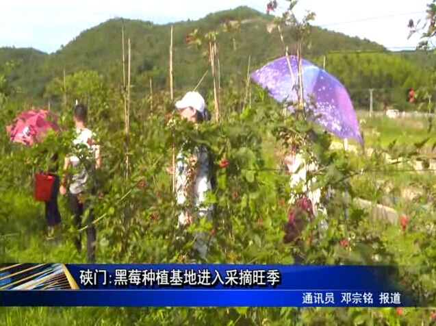 硖门:黑莓种植基地进入采摘旺季