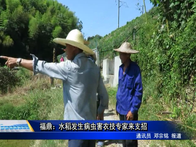 福鼎：水稻发生病虫害农技专家来支招