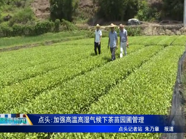 点头:加强高温高湿气候下茶苗园圃管理