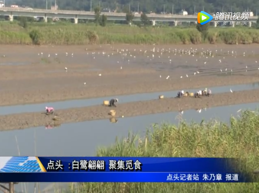 点头 :白鹭翩翩 聚集觅食