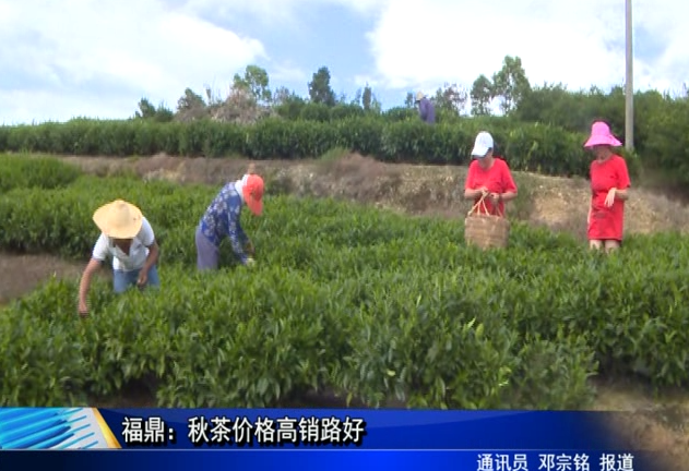 福鼎：秋茶价格高销路好