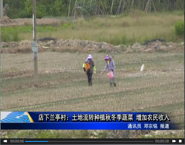 店下兰亭村：土地流转种植秋冬季蔬菜 增加农民收入