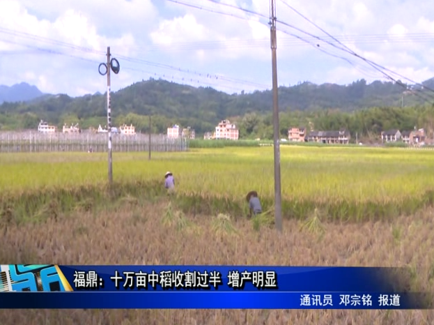 福鼎：十万亩中稻收割过半 增产明显