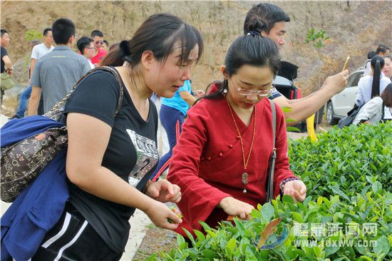 茶商们参观白茶种植基地.jpg