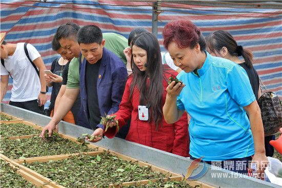 茶商们参观白茶萎凋车间 (1).jpg