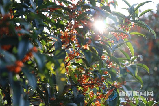 又到桂花开香时 满园尽飘桂花香