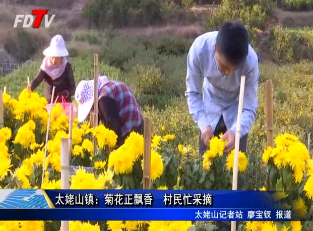 太姥山镇：菊花正飘香 村民忙采摘