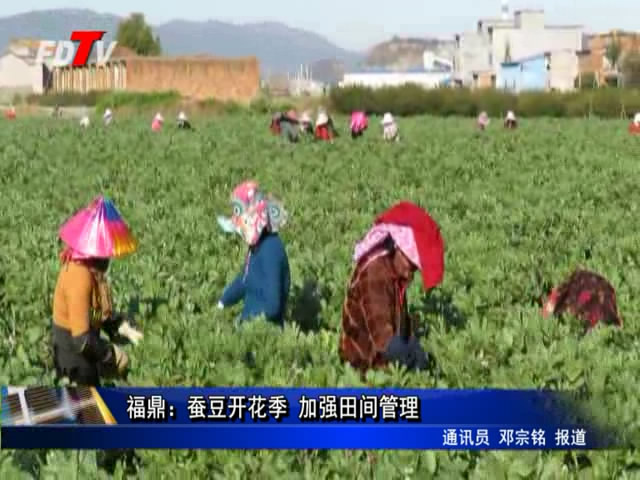 福鼎：蚕豆开花季 加强田间管理