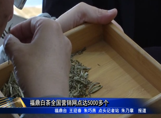 福鼎白茶全国营销网点达5000多个