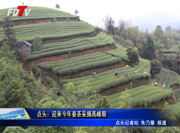 点头：迎来今年春茶采摘高峰期