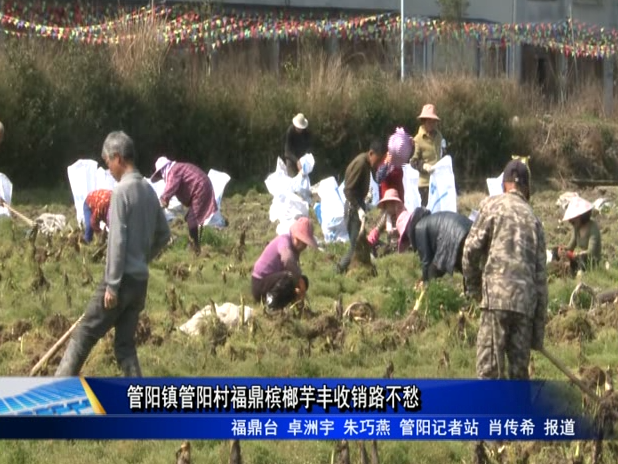 管阳镇管阳村福鼎槟榔芋丰收销路不愁