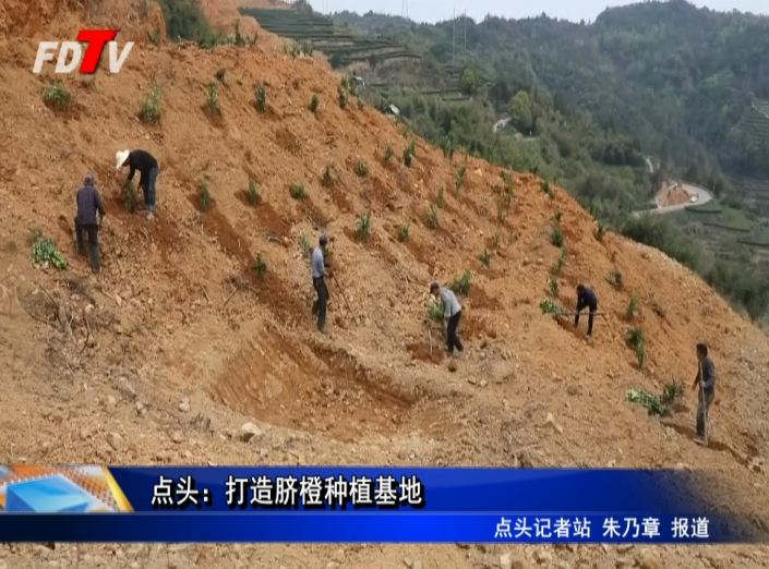 点头：打造脐橙种植基地