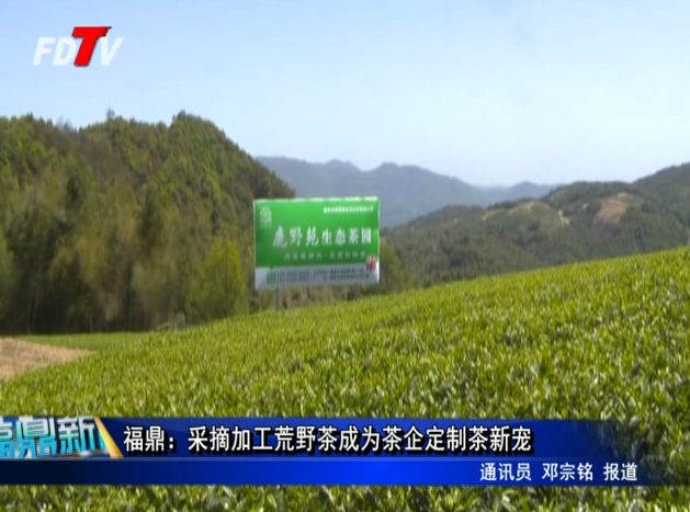 福鼎：采摘加工荒野茶成为茶企定制茶新宠