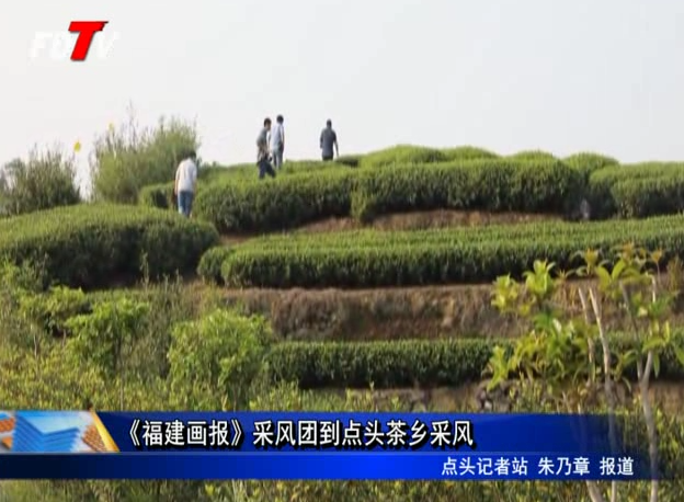 《福建画报》采风团到点头茶乡采风