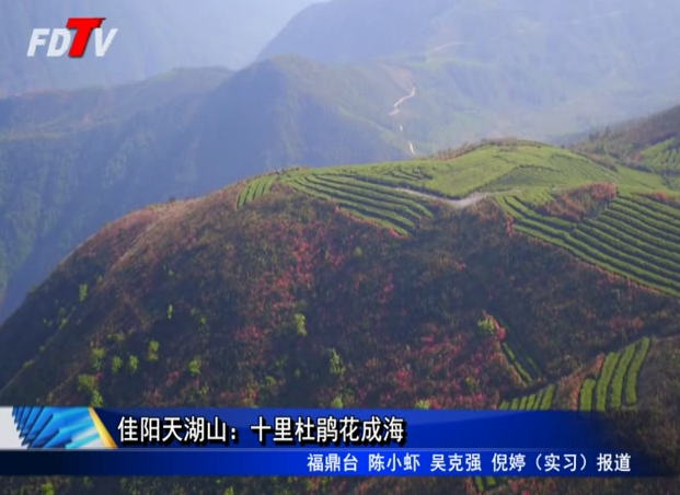 佳阳天湖山：十里杜鹃花成海