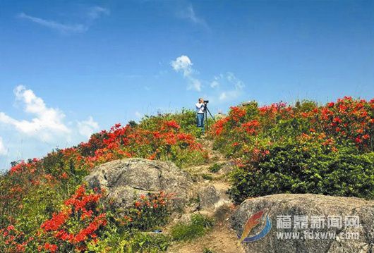 天坪山上， 十里杜鹃映山红！