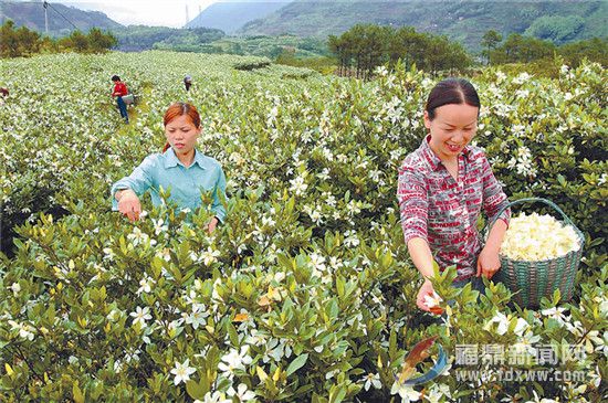 茗洋：栀子花开幸福来