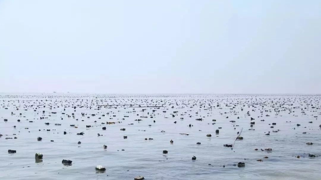 面朝大海，挺进深蓝，海洋强市的“福鼎Style”响起来！