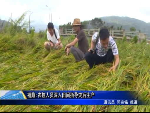 福鼎：农技人员深入田间指导灾后生产