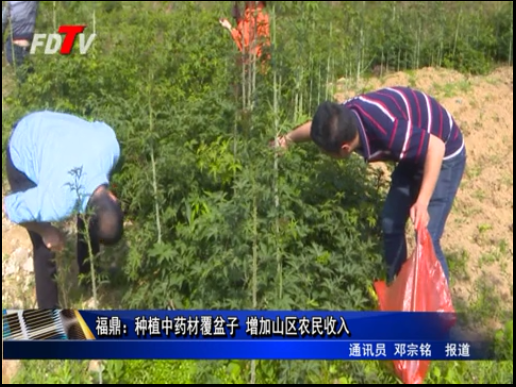 福鼎：种植中药材覆盆子 增加山区农民收入
